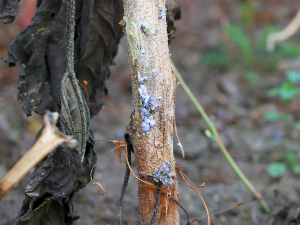 Mofo Branco: o desafio do campo que pede um manejo inteligente!