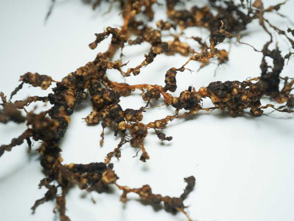 Manejo Biológico de Nematoides: Uso de Bacillus para Controle